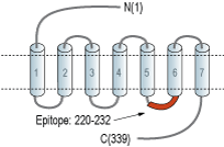 Anti-GPR17 Antibody