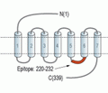 GPR17 Blocking Peptide