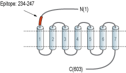 Anti-GPR37 (extracellular) Antibody