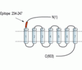 GPR37 (extracellular) Blocking Peptide