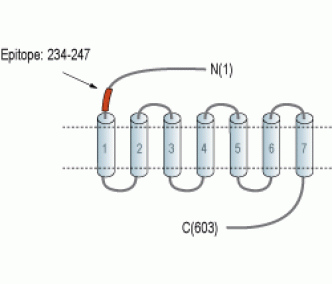 GPR37 (extracellular) Blocking Peptide