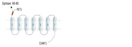 Anti-GPR37L1 (extracellular) Antibody