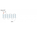 GPR37L1 (extracellular) Blocking Peptide