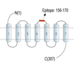 GPR35 (extracellular) Blocking Peptide