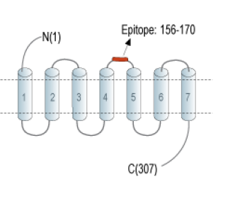 GPR35 (extracellular) Blocking Peptide
