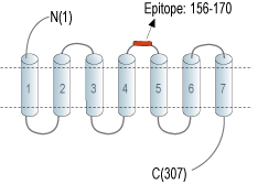 Anti-GPR35 (extracellular) Antibody