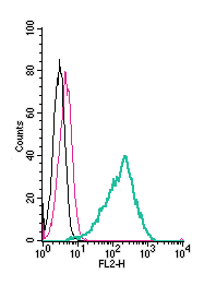 Anti-GPR84 (extracellular)-PE Antibody