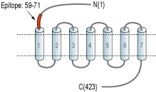 Anti-GPR83 (extracellular) Antibody