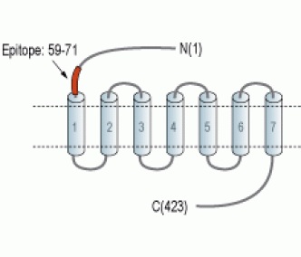GPR83 (extracellular) Blocking Peptide