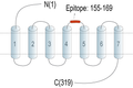 Anti-GPR171 (extracellular) Antibody