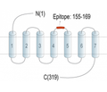 GPR171 (extracellular) Blocking Peptide
