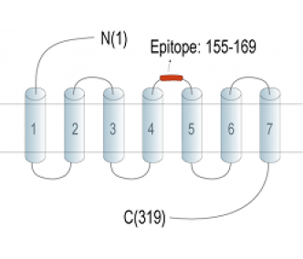 GPR171 (extracellular) Blocking Peptide
