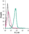 Anti-GPR34 (extracellular)-FITC Antibody