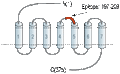 Anti-GPR34 (extracellular) Antibody