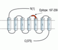 GPR34 (extracellular) Blocking Peptide