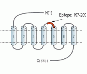 GPR34 (extracellular) Blocking Peptide