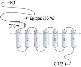 Anti-GPR126/ADGRG6 (extracellular) Antibody