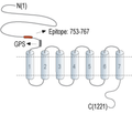 GPR126/ADGRG6 (extracellular) Blocking Peptide