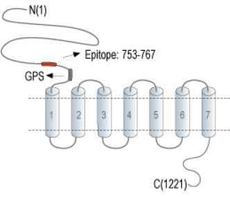 GPR126/ADGRG6 (extracellular) Blocking Peptide