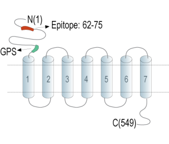 GPR97 (ADGRG3) (extracellular) Blocking Peptide