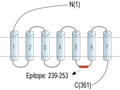 Anti-GPR52 Antibody