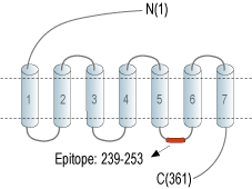 Anti-GPR52 Antibody