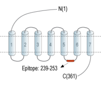 GPR52 Blocking Peptide
