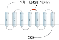 Anti-GPR174 (extracellular) Antibody