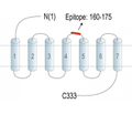 GPR174 (extracellular) Blocking Peptide