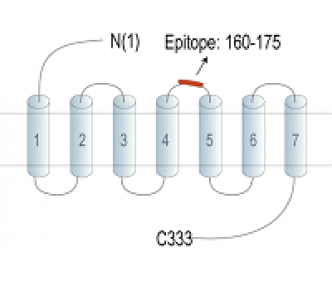 GPR174 (extracellular) Blocking Peptide