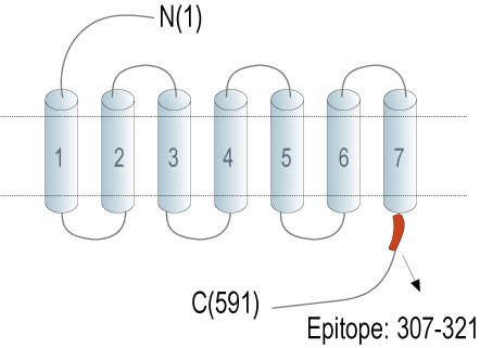 Anti-GPR50 Antibody