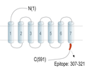 GPR50 Blocking Peptide