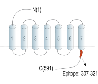 GPR50 Blocking Peptide