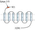 GPR12 (extracellular) Blocking Peptide