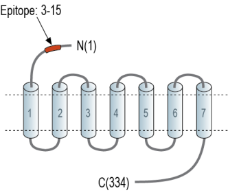 GPR12 (extracellular) Blocking Peptide