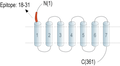 Anti-GPR183 (extracellular) Antibody