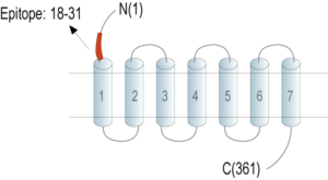 Anti-GPR183 (extracellular) Antibody