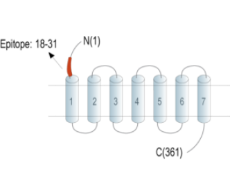 GPR183 (extracellular) Blocking Peptide