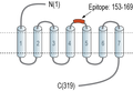 Anti-GPR31 (extracellular) Antibody