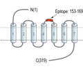 GPR31 (extracellular) Blocking Peptide
