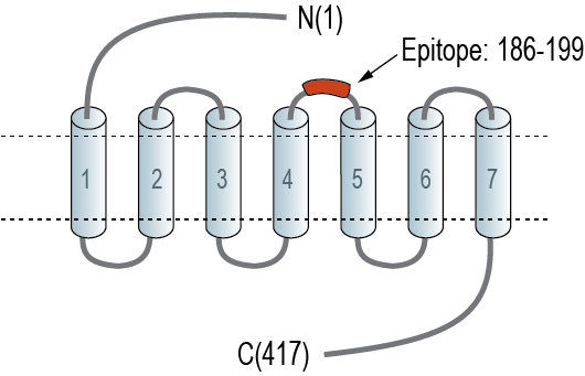 Anti-Neuropeptide FF Receptor 2 (extracellular) Antibody