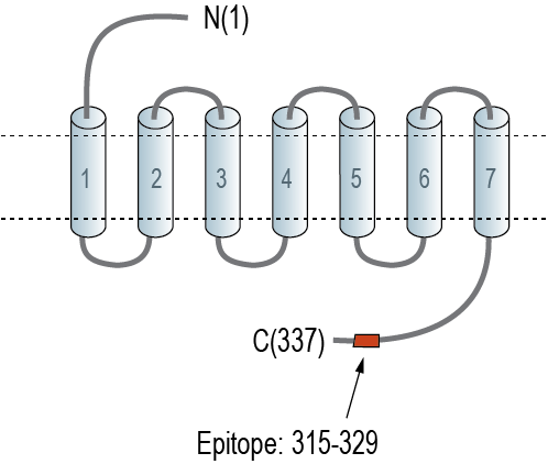 Anti-GPR26 Antibody