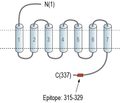GPR26 Blocking Peptide