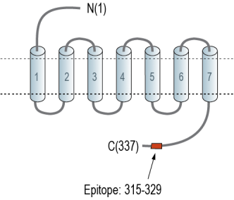 GPR26 Blocking Peptide