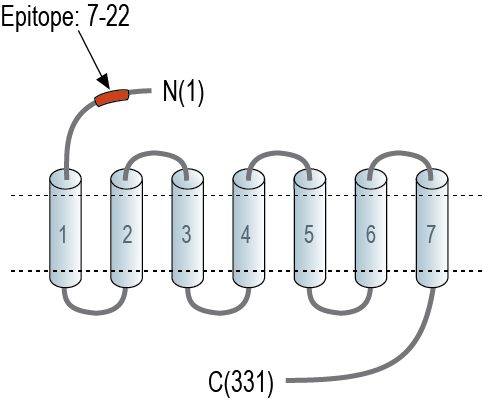 Anti-GPR18 (extracellular) Antibody