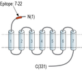 GPR18 (extracellular) Blocking Peptide