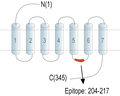 Anti-GPR139 Antibody