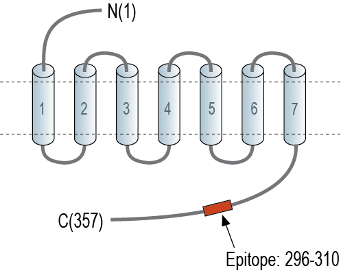 Anti-GPRC5A Antibody