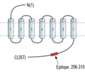 GPRC5A Blocking Peptide
