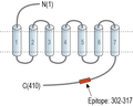 Anti-GPRC5B Antibody
